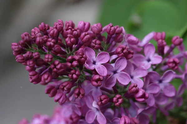 Branch Lilac Flowers Leaves — Stock Photo, Image