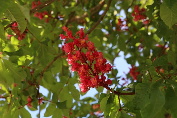 Chestnut Merah, Aesculus carnea, Hybrid Aesculus hippocastanum — Stok Foto