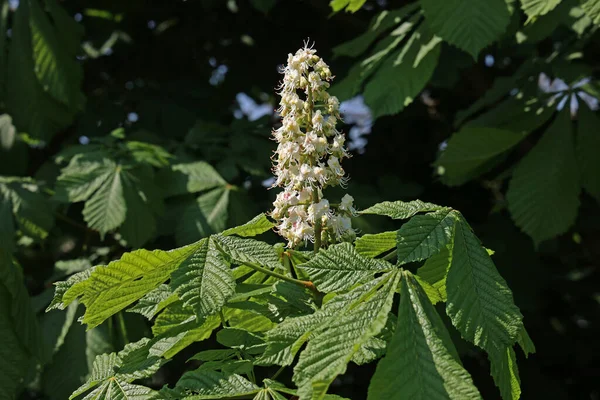 Close up of the flower buds of a chestnut tree — ストック写真