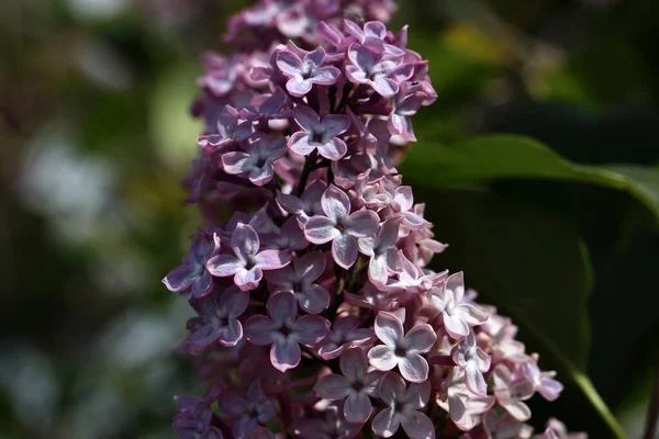 Branch of lilac flowers with the leaves — Stock Photo, Image
