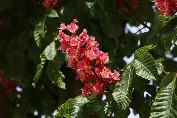 Kızıl Kestane, Aesculus carnea, Hybrid Eesculus hippocastanum