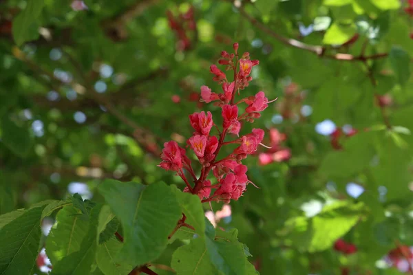 Castanha Vermelha Aesculus Carnea Hybrid Aesculus Hippocastanum — Fotografia de Stock