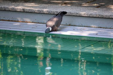 Vahşi bir güvercin su içmek için havuza uçtu..