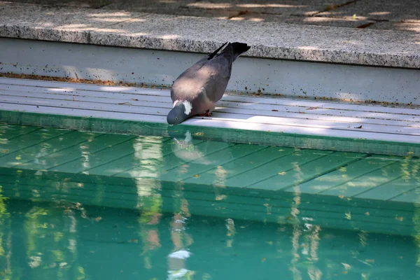 一只野鸽飞到池塘里喝水 — 图库照片