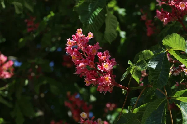 Kızıl Kestane, Aesculus carnea, Hybrid Eesculus hippocastanum.
