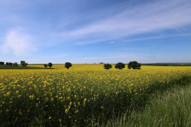 Çiçek açan kolza tohumu tarlalarıyla güzel bahar manzarası.