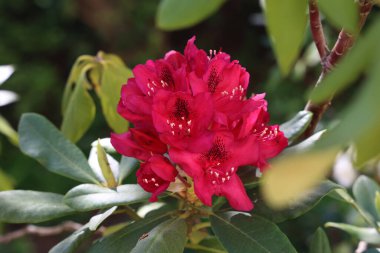Bahar bahçesinde çiçek açan Rododendron.