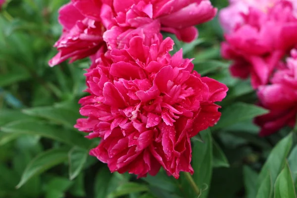 Różowe Piwonie Ogrodzie Kwitnąca Różowa Piwonia Deszczu — Zdjęcie stockowe