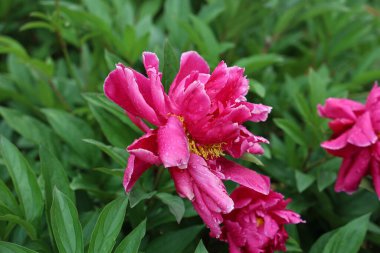 Bahçede pembe şakayıklar. Yağmurdan sonra açan pembe şakayık.