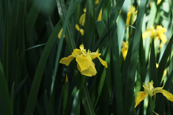 Gele Irissen Bloeien Het Meer — Stockfoto