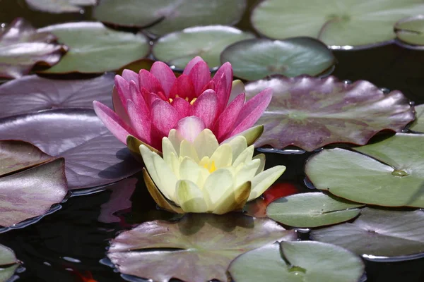 Bellissimo Fiore Ninfee Che Aleggia Sull Acqua — Foto Stock