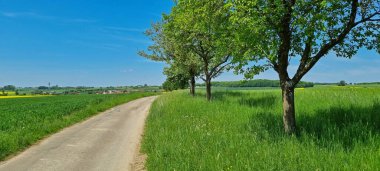 Yaz manzarası Tarlaların arasında bir yol.
