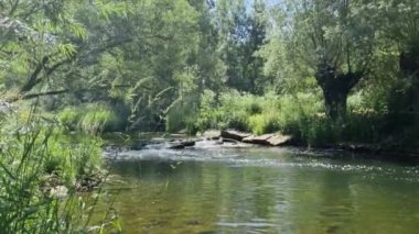 Almanya 'da yeşil bankaları olan Tauber Nehri.