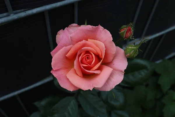 Rode Rozen Een Struik Een Tuin — Stockfoto