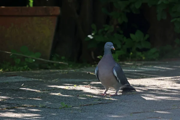 먹이를 도시로 날아온 비둘기 — 스톡 사진