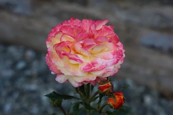 Κόκκινα Τριαντάφυλλα Ένα Θάμνο Έναν Κήπο — Φωτογραφία Αρχείου