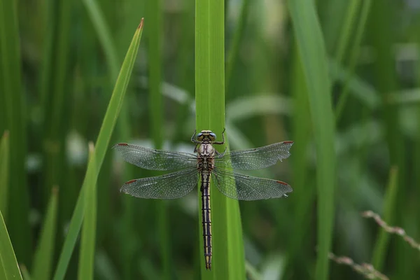 Libellule Est Assis Dans Les Roseaux Sur Lac — Photo