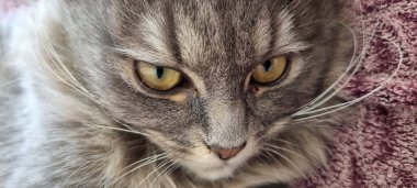 Küçük bir kedi kanepede rahatça yatıyor..