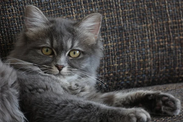 Pequeño Gato Está Acostado Cómodamente Sofá —  Fotos de Stock