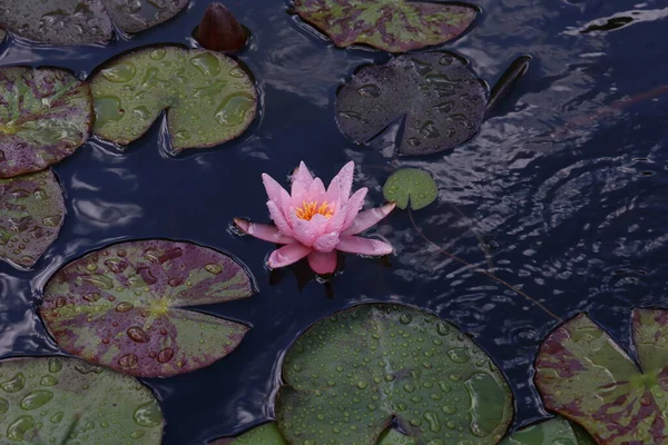水面に浮かぶ美しい睡蓮の花 — ストック写真