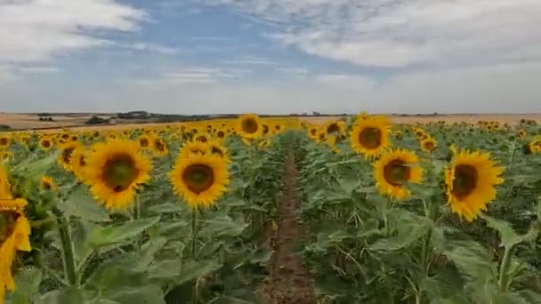 Movement Blooming Sunflower Field — Vídeos de Stock