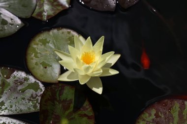 Suyun üzerinde süzülen güzel bir nilüfer çiçeği.