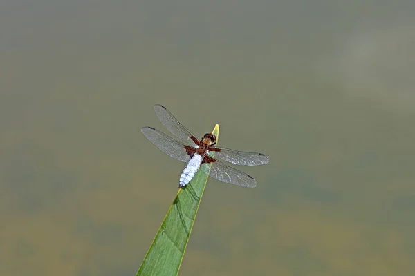 Libellule Est Assis Dans Les Roseaux Sur Lac — Photo