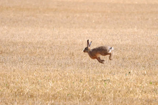 Hare Runs Field Danger — Fotografia de Stock