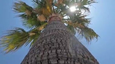 Gökyüzünde yüksek palmiye ağaçları