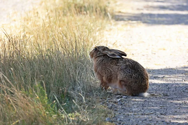 A frightened hare sits in a field in the grass.