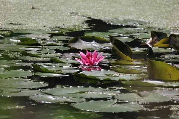 Beautiful Water Lily Flower Hovers Water — Stock Photo, Image