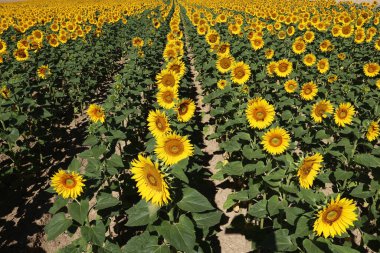 Ayçiçekleri. Yazın açan ayçiçeği tarlası.