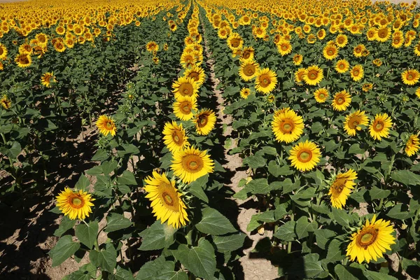 Ayçiçekleri. Yazın açan ayçiçeği tarlası.