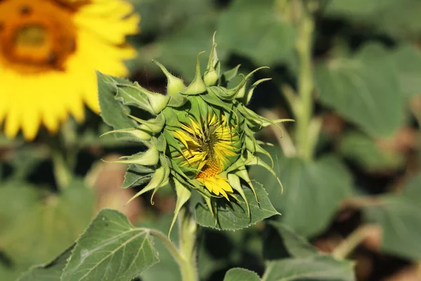 Tournesols Champ Fleuri Tournesols Été — Photo