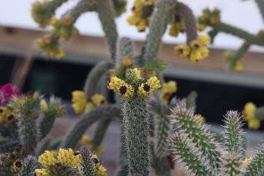 Güneydeki bir bahçede güzel kaktüs çiçekleri.