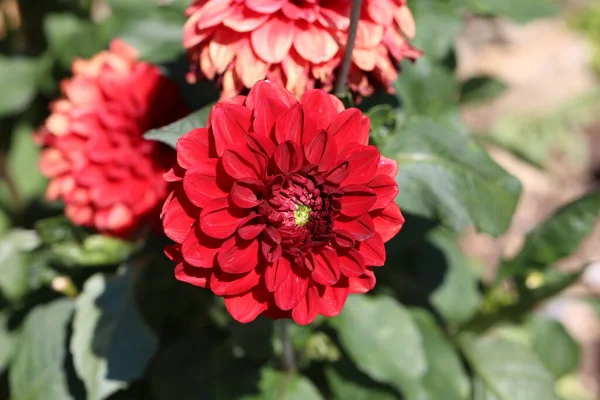 Red Color Dalia Flower In The Park.