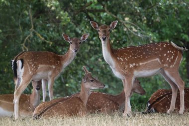 Ormanın kıyısındaki Roe geyiği.
