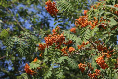 Kükürt ağacının dallarında kırmızı yaban mersini.