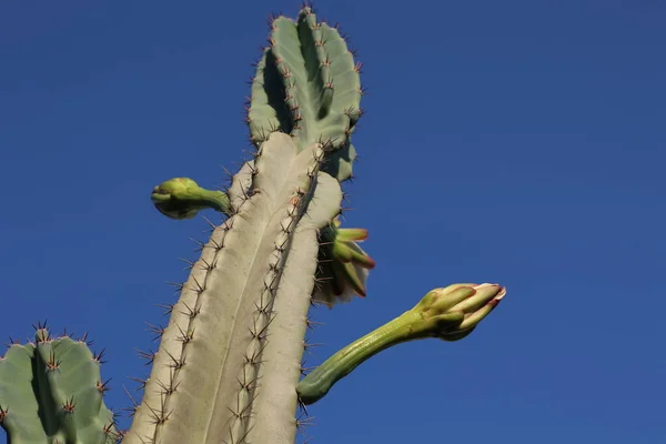 Krásné Kaktusové Květiny Zahradě Jihu — Stock fotografie