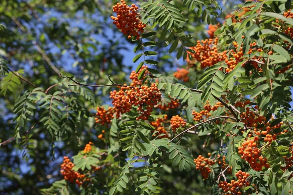 Ягоди Червоної Суниці Гілках Дерева Суниці — стокове фото
