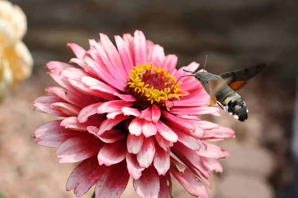 Hummingbird Hawk Moth Butterfly Flies Flower — Foto Stock