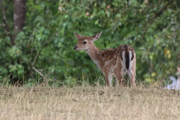 Little Deer Edge Forest — Fotografia de Stock