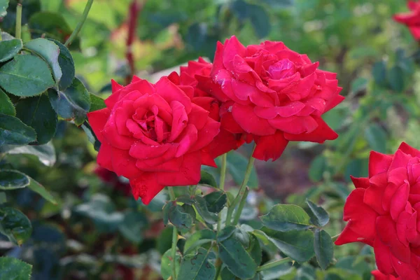 Rosas Rojas Arbusto Jardín — Foto de Stock