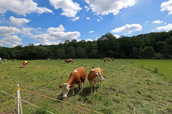Cows Graze Meadow Summer — Zdjęcie stockowe