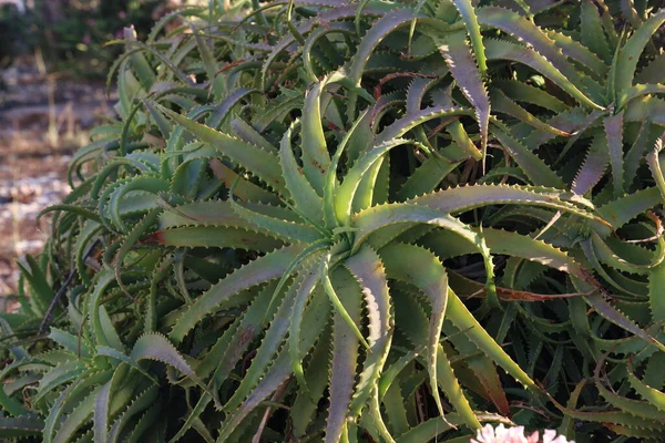 Fechar Planta Aloe Vera — Fotografia de Stock