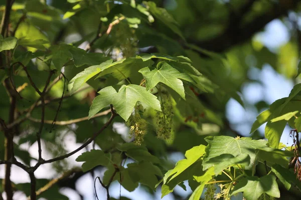 Esdoorn Bladeren Aan Buitenkant Natuur Achtergrond — Stockfoto