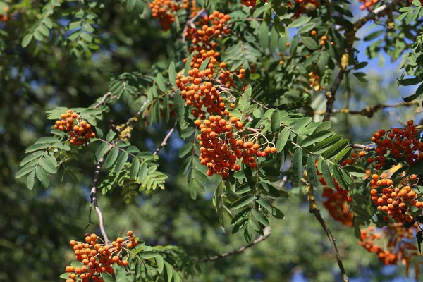Ягоди Червоної Суниці Гілках Дерева Суниці — стокове фото