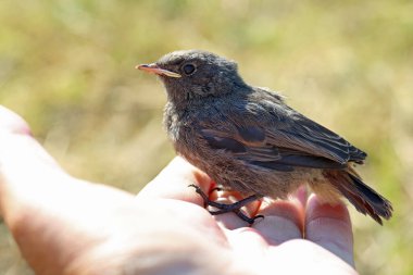 Yakın zamanda yuvadan çıkan genç bir civciv.