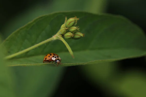 Coccinelle Sur Feuille Verte Dans Une Journée Ensoleillée — Photo