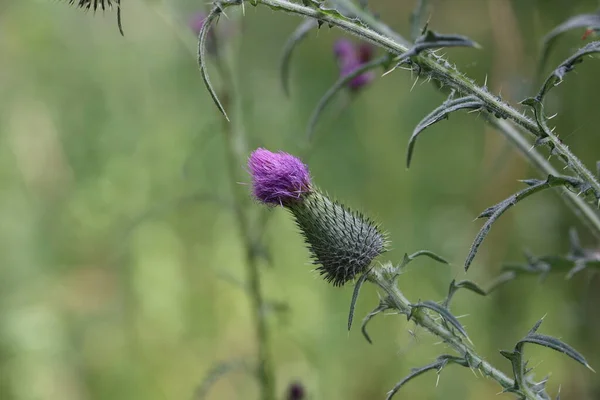 Thistle Flower Field Summer — Stock Photo, Image